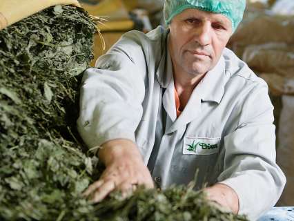 Dixa AG – Heilkräuter, Gewürze & Co.